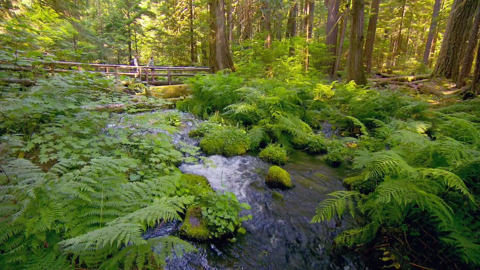 Bioluminescence Oregon Field Guide PBS