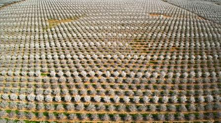 Video thumbnail: The Green Planet How Do You Pollinate 40 Million Almond Trees?