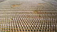How Do You Pollinate 40 Million Almond Trees?