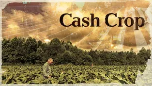 Cash Crop