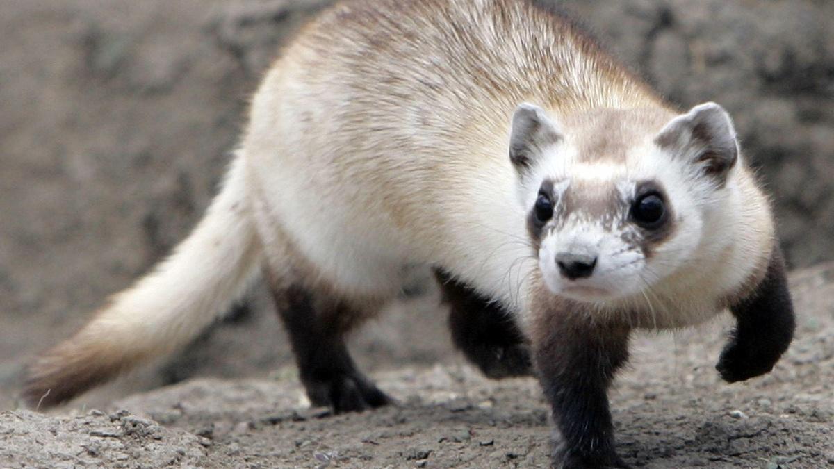 How the rare blackfooted ferret is making a comeback PBS NewsHour