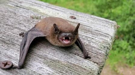 Video thumbnail: Coastal Kingdom Neighborhood Wildlife