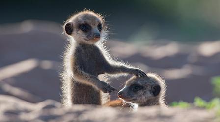 Video thumbnail: Nature Animals with Cameras | Episode 1