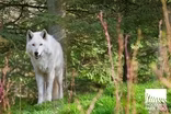 Wolf Conservation