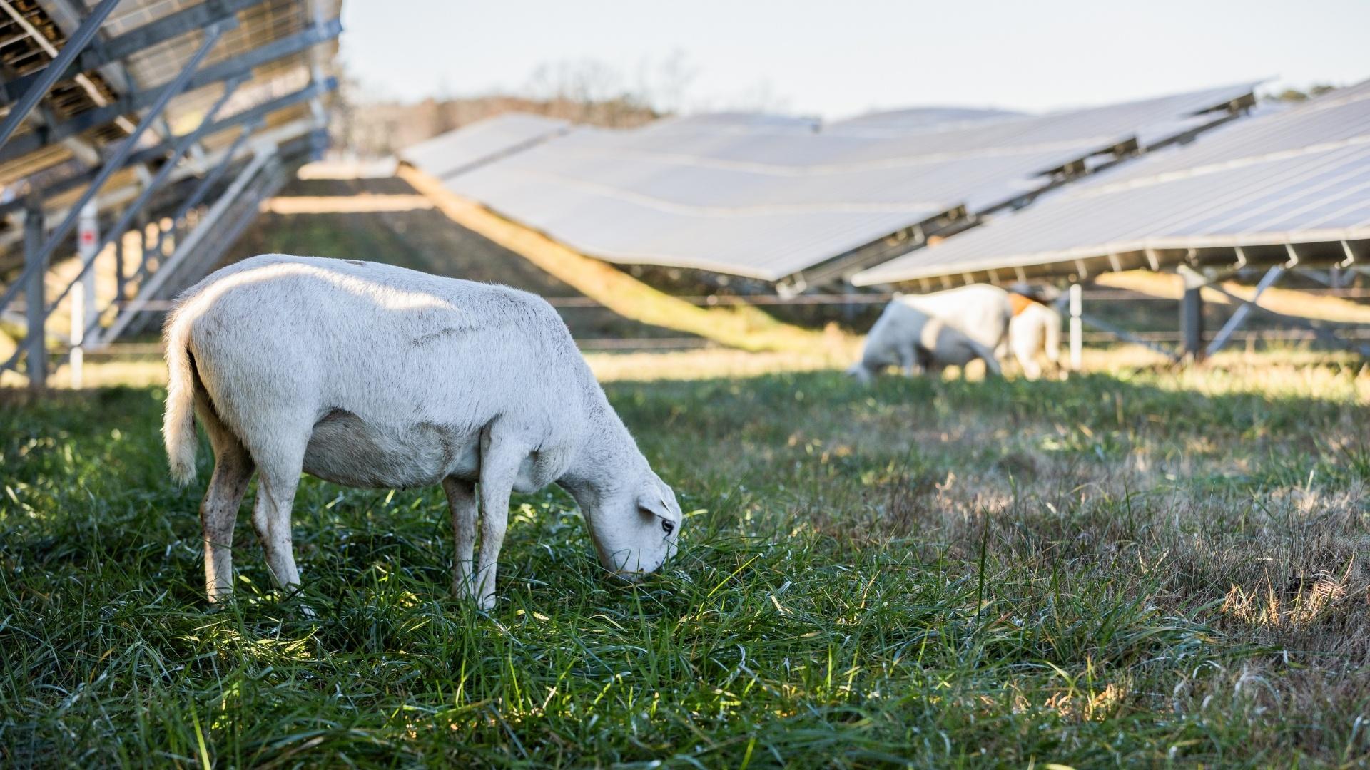 A sheep eats grass in the shade produced by a solar panel farm.