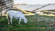 How Sheep Make Solar Energy Production Easier