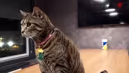 Outcry over big increases proposed in pet insurance rates