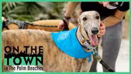 Greyhound Sniffari Walk in Palm Beach