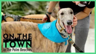 Greyhound Sniffari Walk in Palm Beach