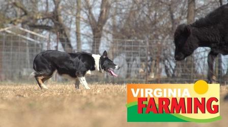 Video thumbnail: Virginia Farming Working Dogs: Herding Dogs