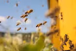 As bees continue to die, can technology take their place?