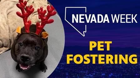 Video thumbnail: Nevada Week Pet Fostering
