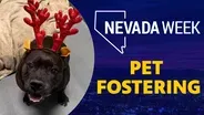 Pet Fostering