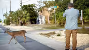 Creature Clip: Key Deer