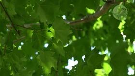 Video thumbnail: Virginia Home Grown How Trees Beat The Heat