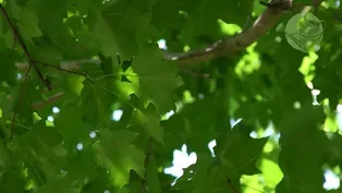 How Trees Beat The Heat