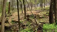 Red Gate Woods Cleared of Invasive Shrubs