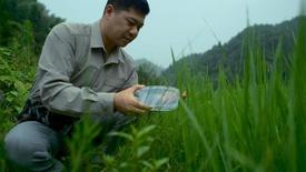 The Important Role of Fireflies as Pest Control: asset-mezzanine-16x9
