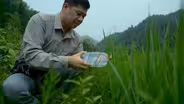 The Important Role of Fireflies as Pest Control