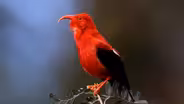 Birds on the Brink | WILD HOPE