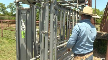 Video thumbnail: KLRN SciTech Now April 28, 2017 | Coding and cattle