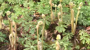 Visit a Fern Garden