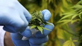 Video thumbnail: PBS NewsHour Italy's only marijuana producer can't keep up with demand