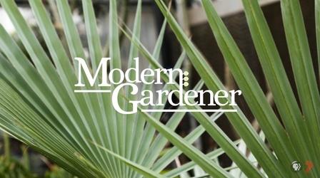 Video thumbnail: Modern Gardener Red Butte Seedling 2018