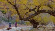 Hunting the Stone: Suiseki in the West