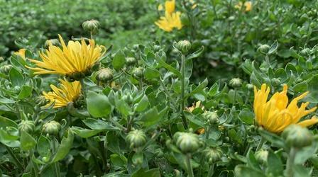 Video thumbnail: South Dakota Home Garden South Dakota Home Garden: Blooming Perennials