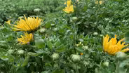 South Dakota Home Garden: Blooming Perennials