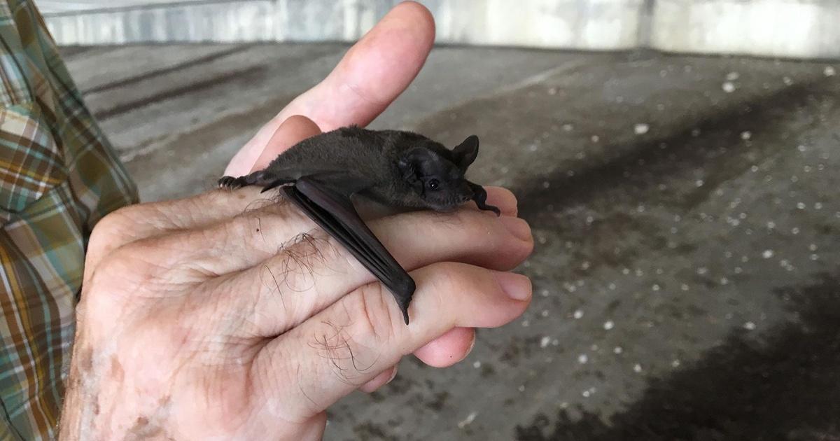 The Bat Bridges of Austin, Texas Season 2 Episode 03/14/2019 Urban Nature PBS