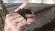 The Bat Bridges of Austin, Texas