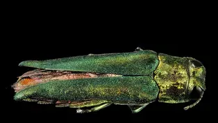 Tip from Maymont: Emerald Ash Borer Pest