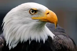 How Trump plans to change the Endangered Species Act