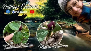 Terrific Trillium Look-alikes