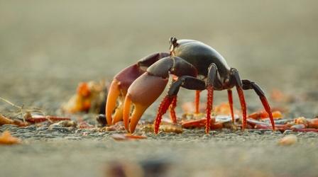 Video thumbnail: Nature Swarm of Crab Mothers Cross Traffic to Lay Thousands of Eggs