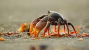 Swarm of Crab Mothers Cross Traffic to Lay Thousands of Eggs