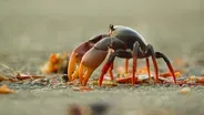 Swarm of Crab Mothers Cross Traffic to Lay Thousands of Eggs