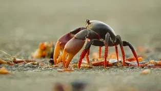 Swarm of Crab Mothers Cross Traffic to Lay Thousands of Eggs