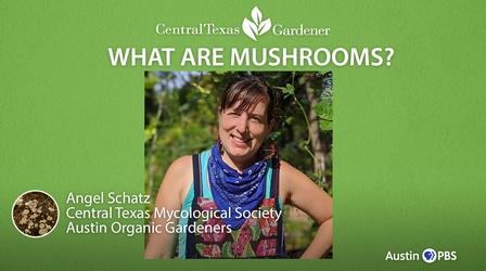 Video thumbnail: Central Texas Gardener What are Mushrooms?