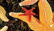 Sea Change: Peril in the Gulf of Maine Preview