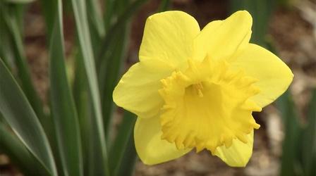 Video thumbnail: Virginia Home Grown Spring Gardening