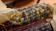 Corn, America’s Iconic Crop