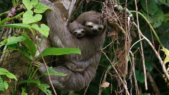A Mother Brown-Throated Sloth and Her Baby