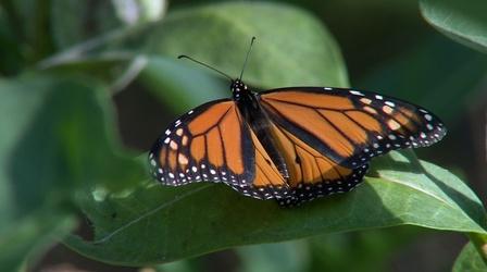Video thumbnail: Backyard Farmer Edible Landscapes & Monarch Butterflies