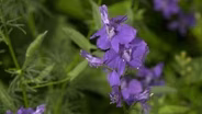 Larkspur versus Delphinium & Lichen