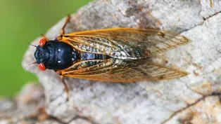 Cicadas and Hickory Top Farm