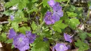 Volunteer Gardener 3216