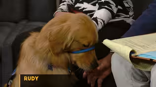 New Law Protecting Service Dog Trainers
